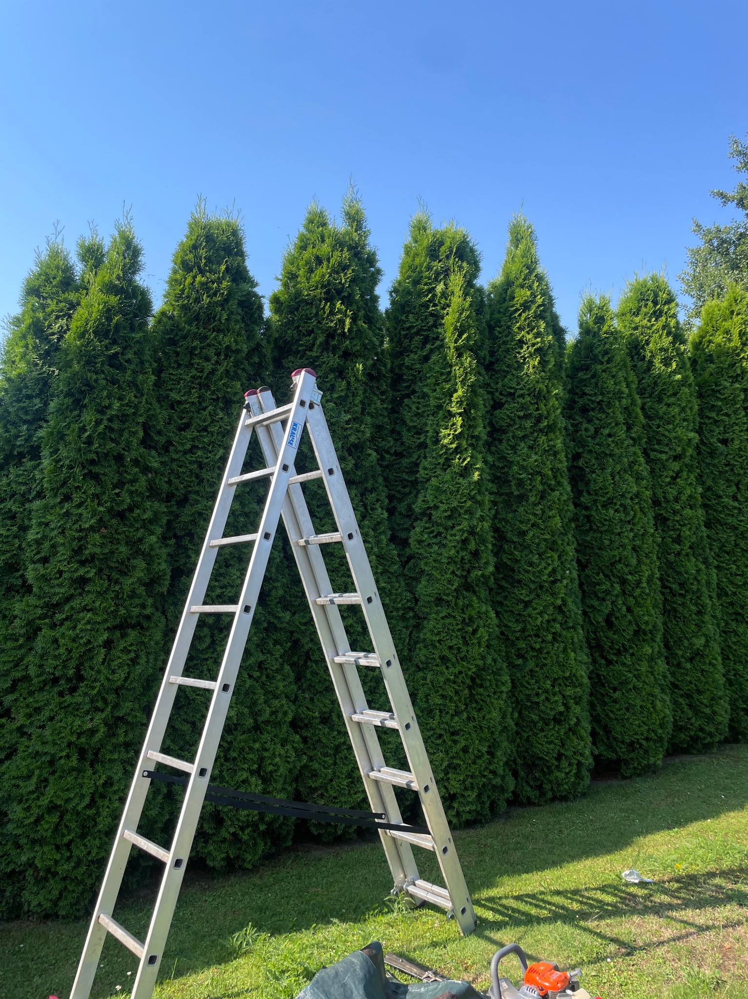 Rząd równo przyciętych, zielonych żywotników zachodnich (tui) pod błękitnym niebem. Aluminiowa drabina i pilarka spalinowa na trawie sugerują prace pielęgnacyjne.