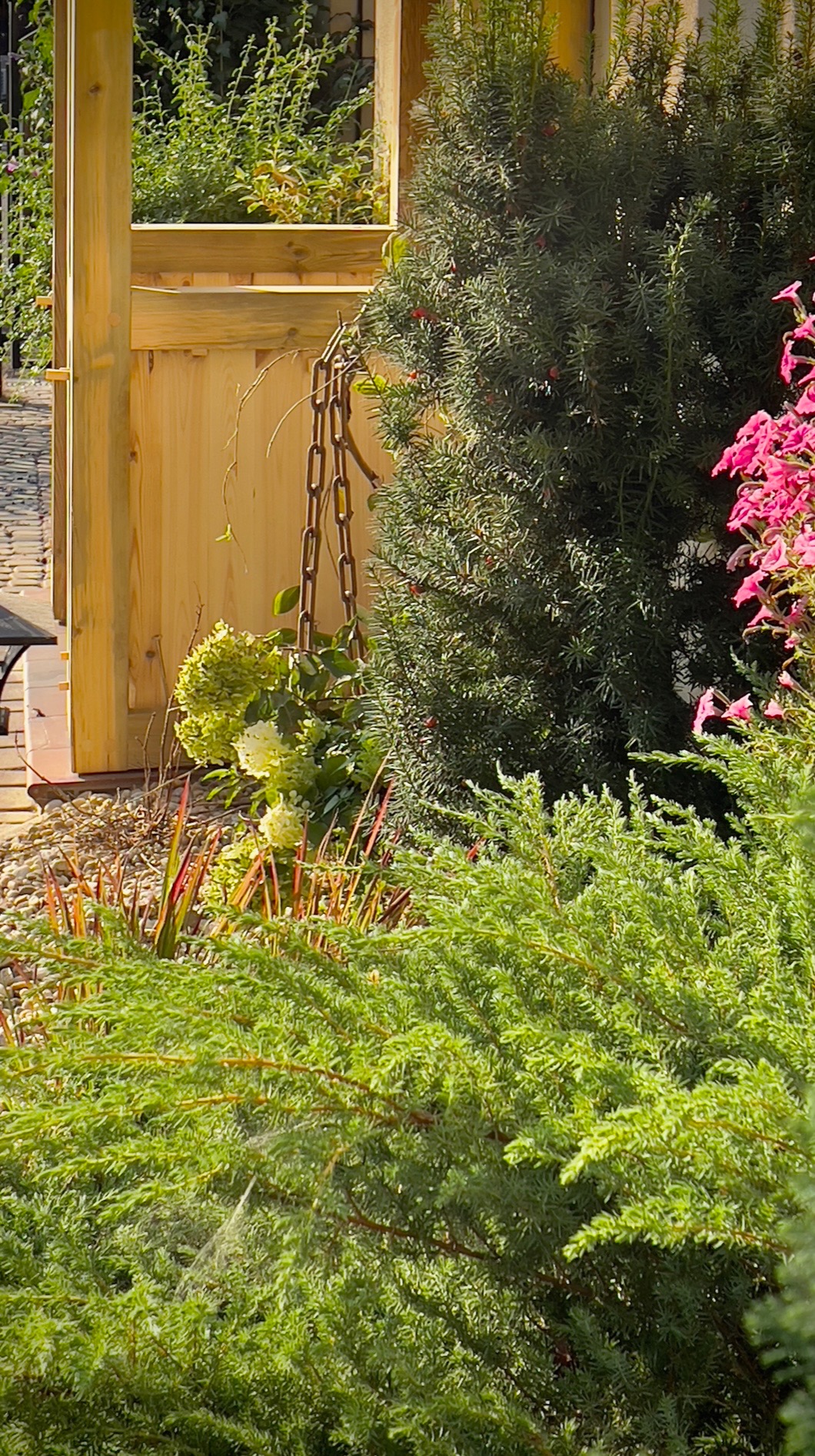 Fragment ganku z jasnego drewna, z wiszącą na łańcuchu donicą z hortensją i otoczony roślinnością ogrodową, w tym krzewami iglastymi i liściastymi.