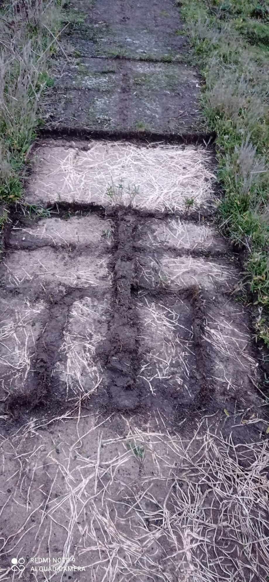 Przygotowany grunt pod fundament ogrodzenia z widocznymi wykopanymi rowami i wysypaną słomą, trawa rosnąca w tle.