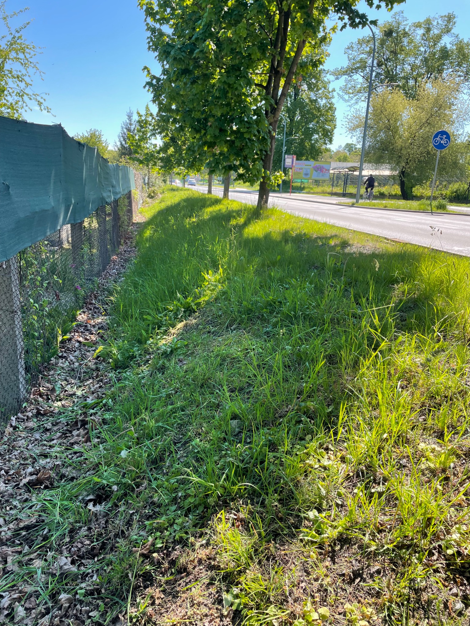 Niekoszona trawa rosnąca wzdłuż ogrodzenia z siatki i drogi, z widocznymi liśćmi i chwastami, oświetlona popołudniowym słońcem.