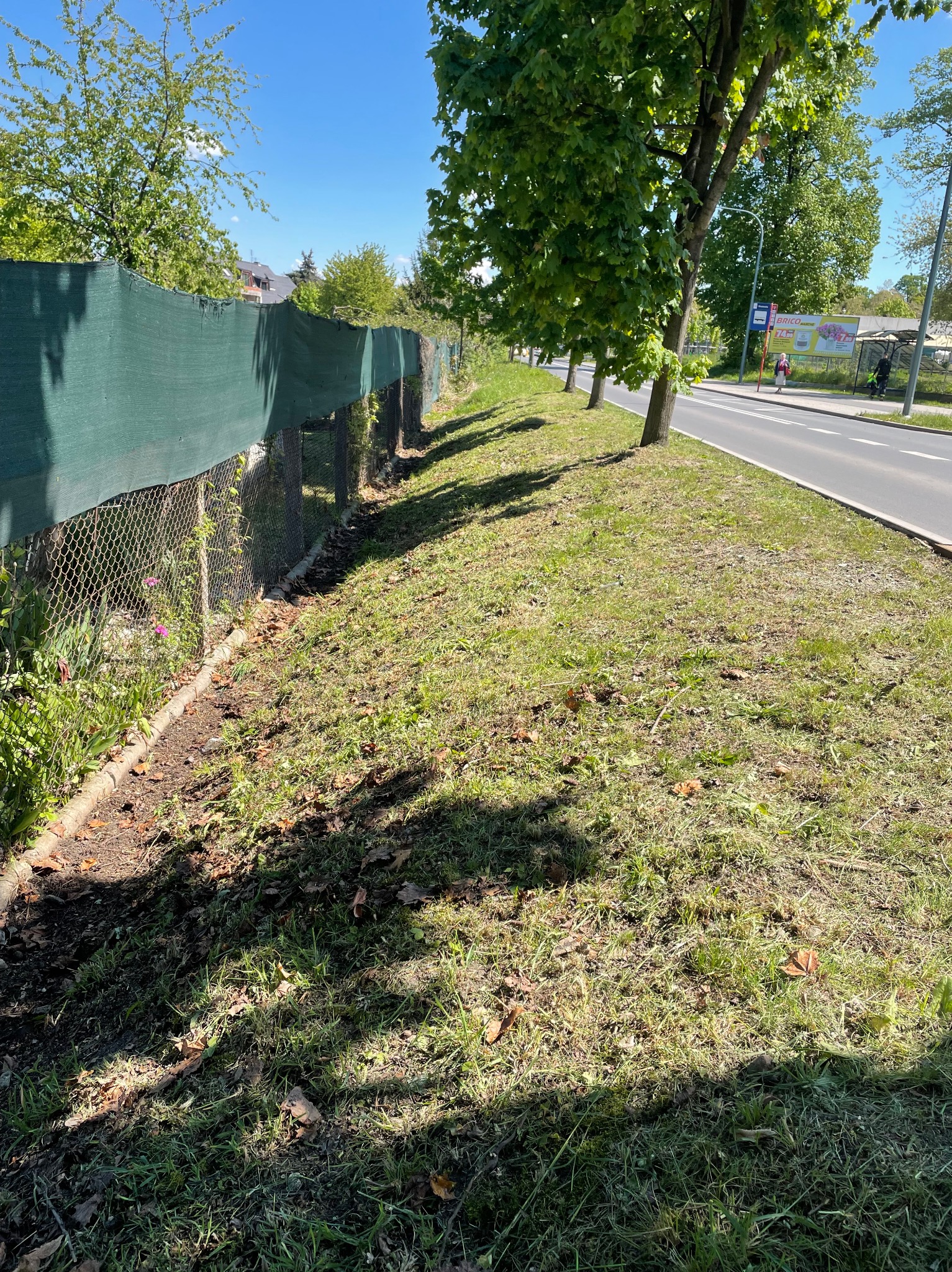 Pas trawy przy ulicy po skoszeniu, widoczny zielony płot z siatki, drzewa wzdłuż chodnika i ulica w tle.