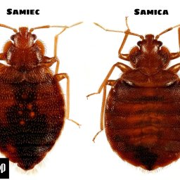 Dezynsekcja i deratyzacja Warszawa 4