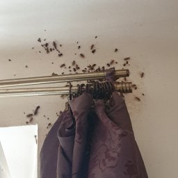 Dezynsekcja i deratyzacja Warszawa 2