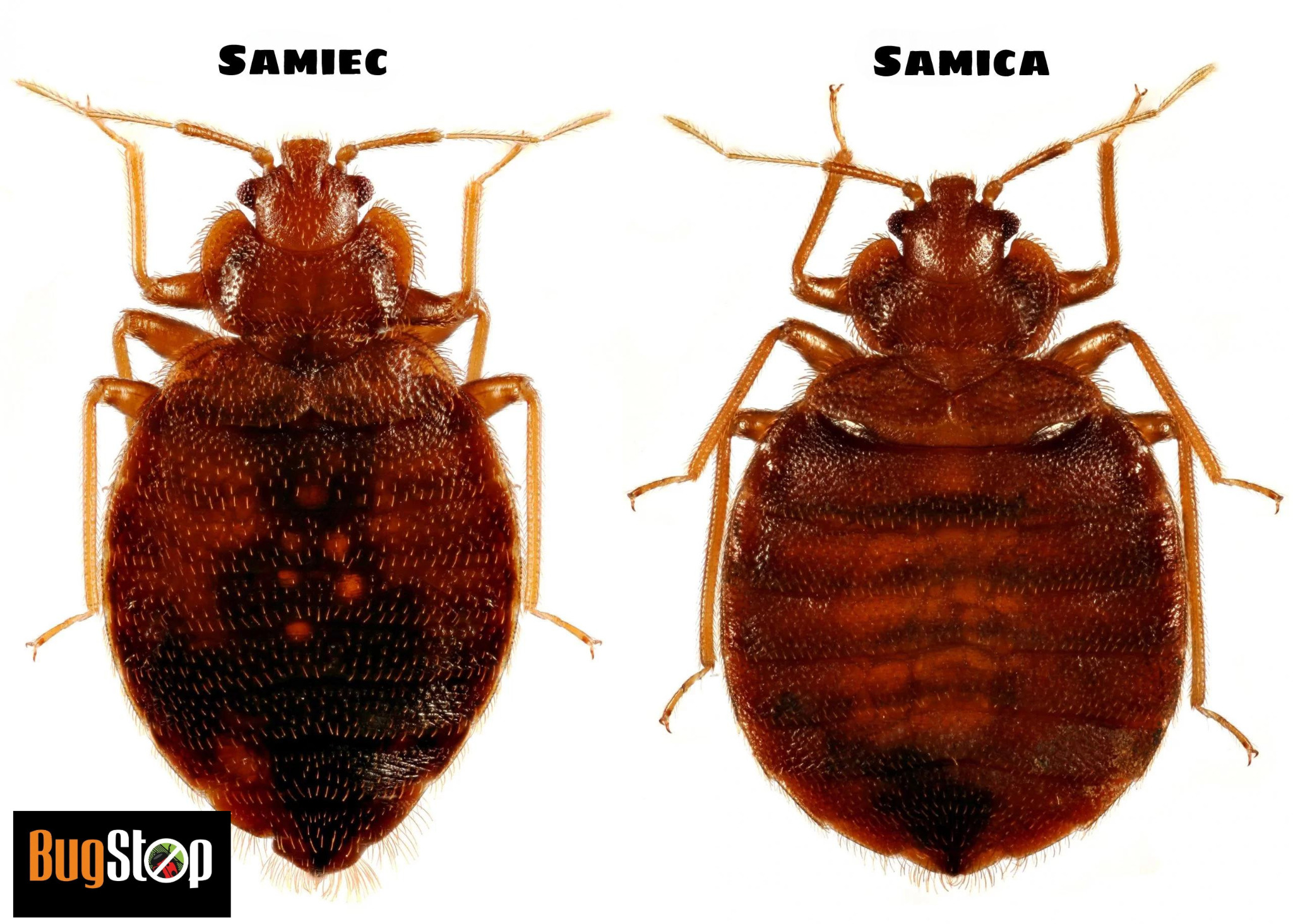 Porównanie samca i samicy pluskwy domowej na białym tle, z logo BugStop w lewym dolnym rogu. Widoczne różnice w budowie ciała.