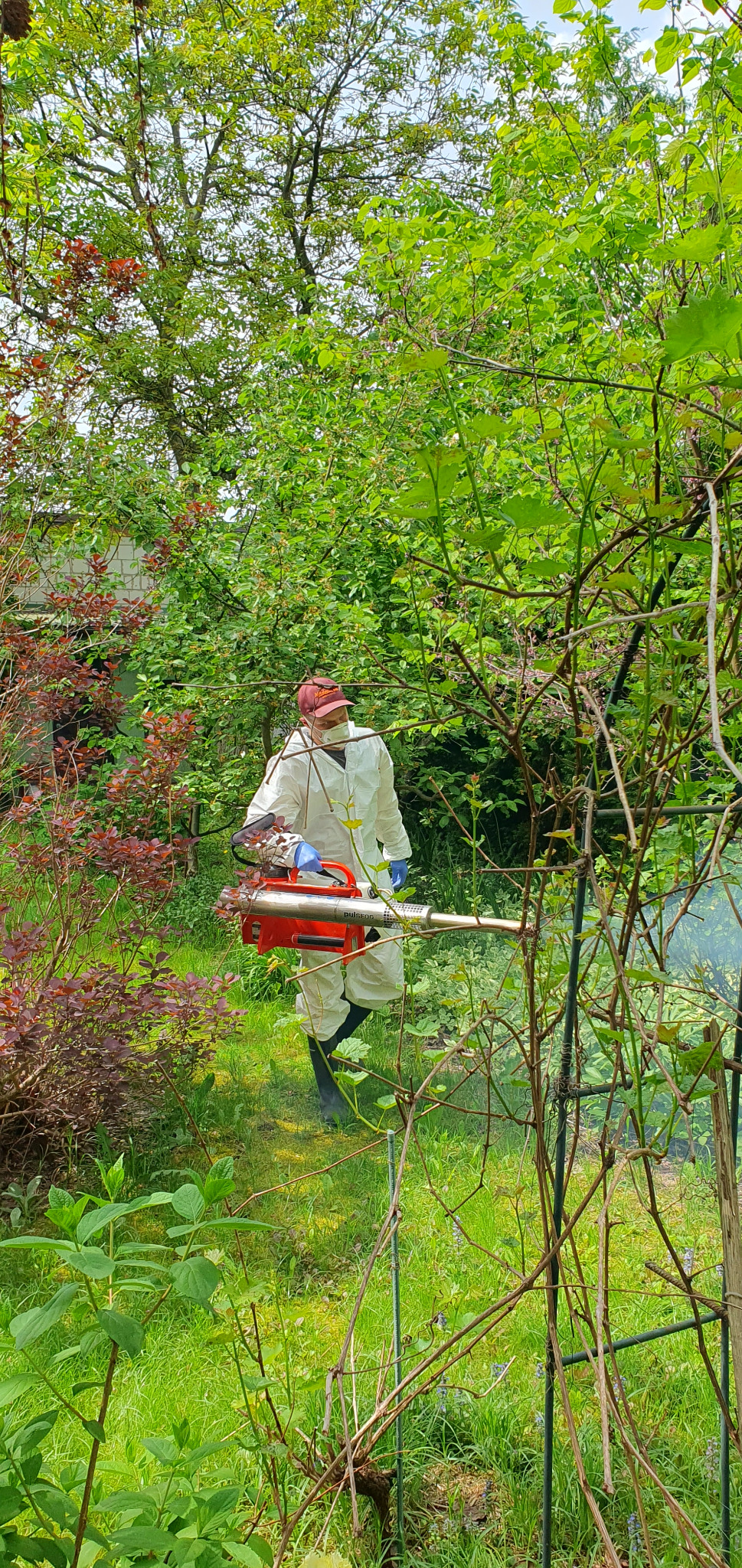 Osoba w kombinezonie ochronnym, z urządzeniem do zamgławiania, przeprowadza zabieg w ogrodzie, otoczona zielenią i krzewami. Widoczne chmury rozpylanej substancji.