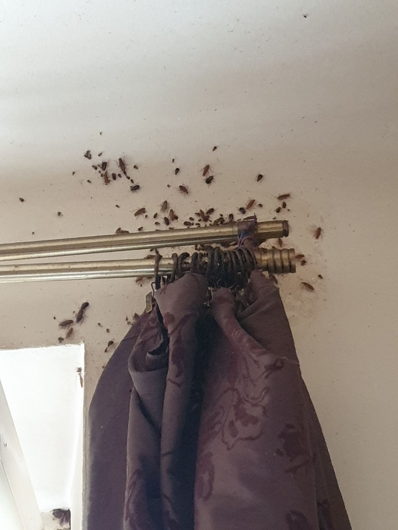 Inwazja karaluchów na ścianie i karniszu. Plaga insektów w mieszkaniu. Brązowe karaluchy w różnych stadiach rozwoju.