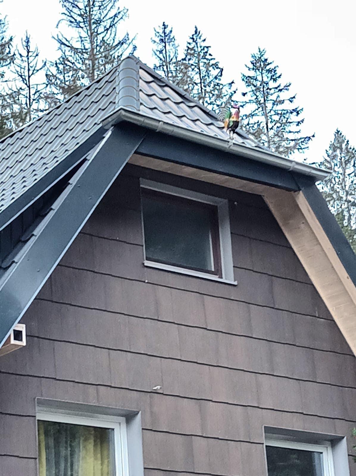 Dom z ciemną elewacją imitującą drewno, szarym dachem z dachówki i rynną, na której stoi kolorowa figurka koguta.