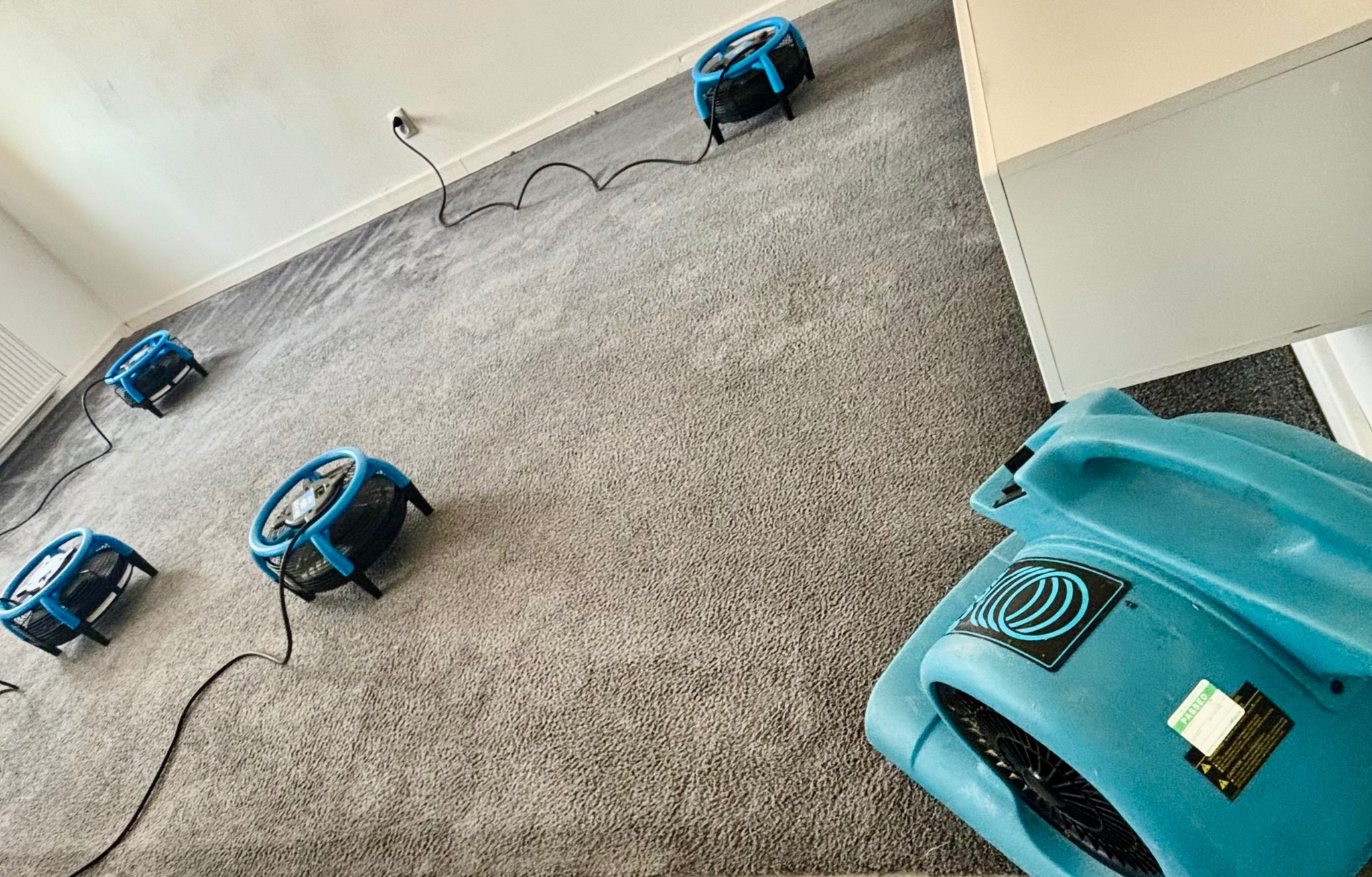 Szary dywan po praniu, suszony czterema niebieskimi wentylatorami. Duża maszyna do prania dywanów widoczna w prawym dolnym rogu.