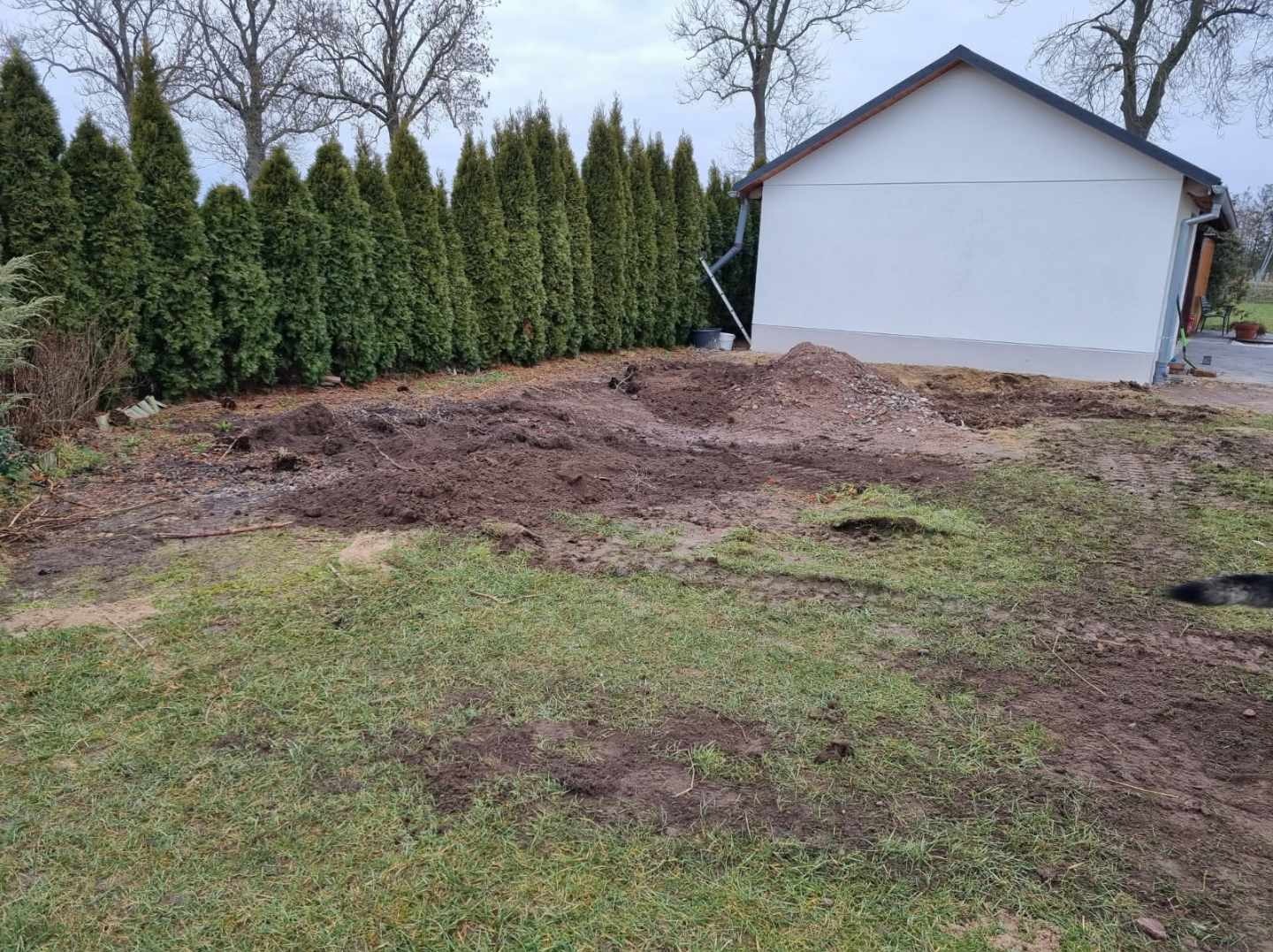 Przygotowanie terenu pod elewację budynku z rzędem wysokich tui w tle.