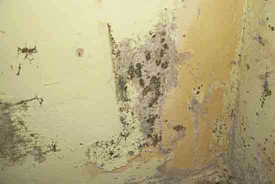 Narożnik ściany pokryty rozległymi plamami czarnej i szarej pleśni, z widocznymi śladami zawilgocenia i odchodzącej farby.