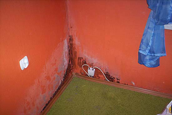 Pomarańczowe ściany w rogu pokoju z widocznymi śladami wilgoci, pleśni i odchodzącej farby, gniazdko elektryczne na ścianie, fragment zielonej wykładziny.