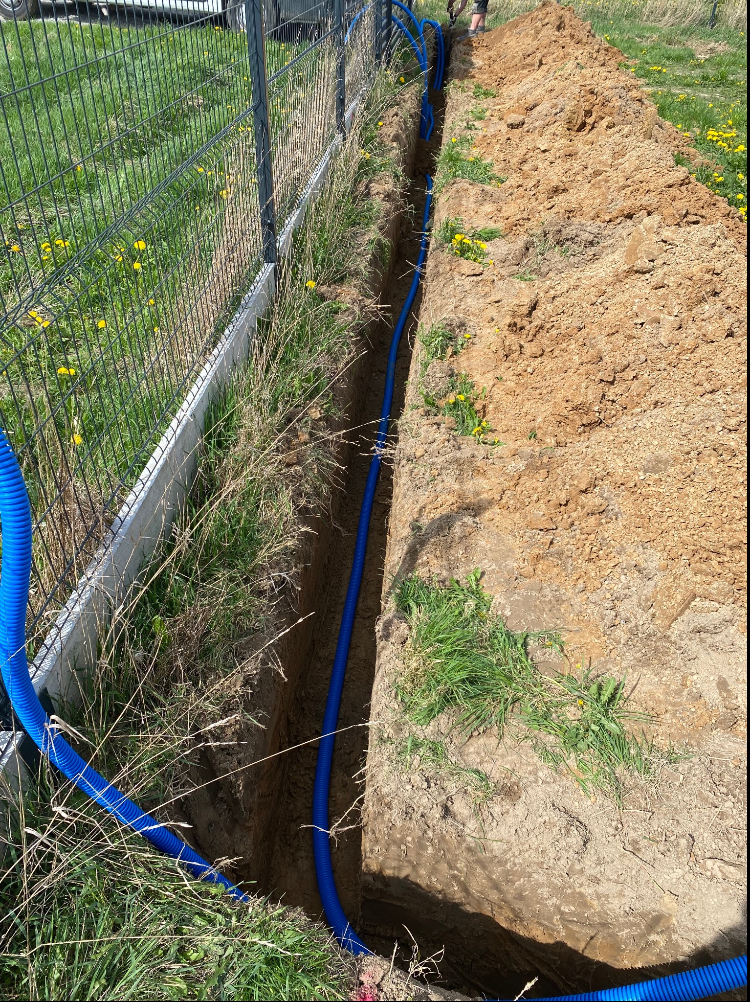 Wykop z ułożonym niebieskim kablem karbowanym w ziemi, widoczny fragment ogrodzenia panelowego i trawa z mleczami.