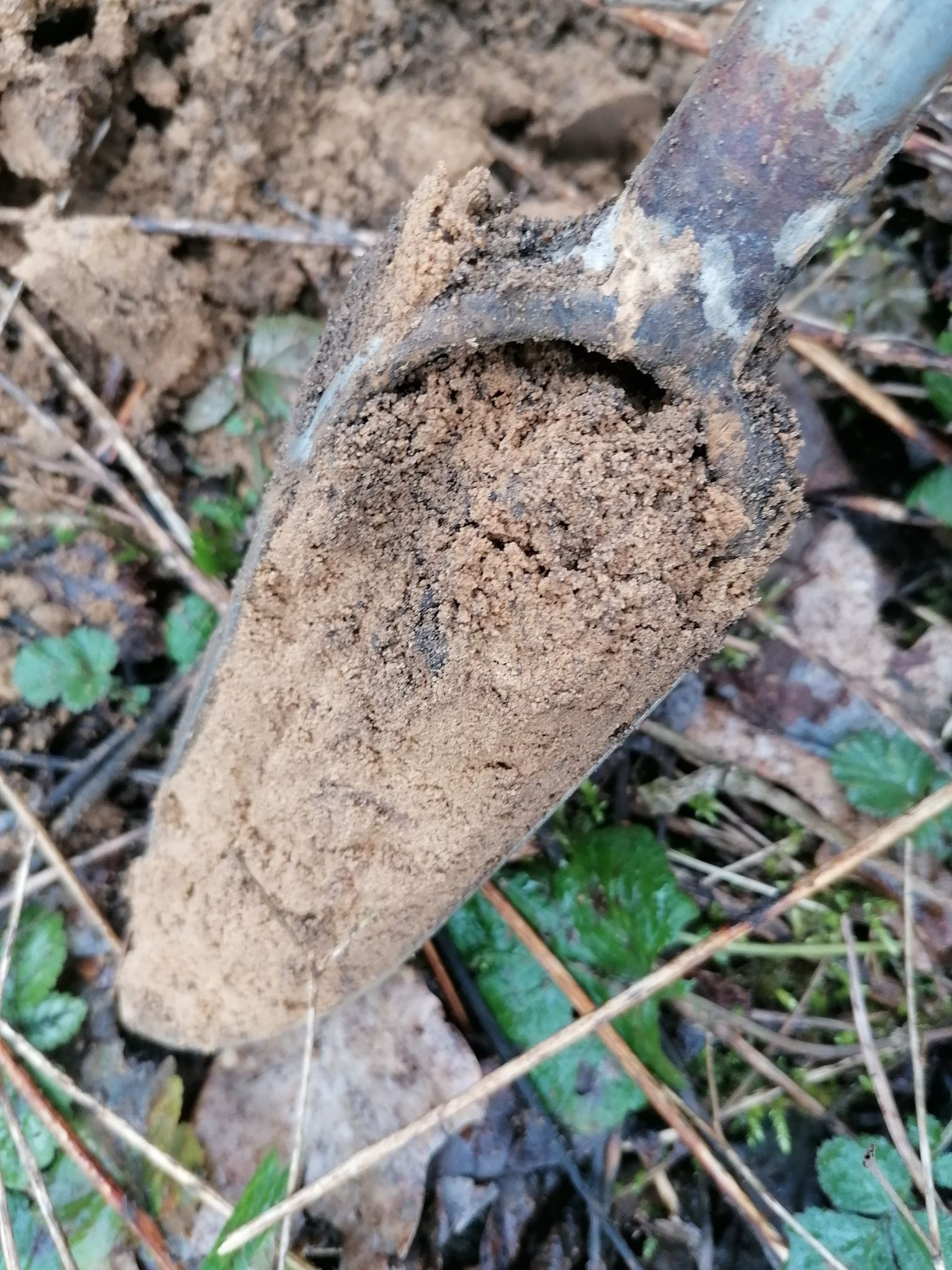 Szpadel z mokrą, piaszczystą ziemią w naturalnym środowisku z liśćmi i trawą, z bliska.