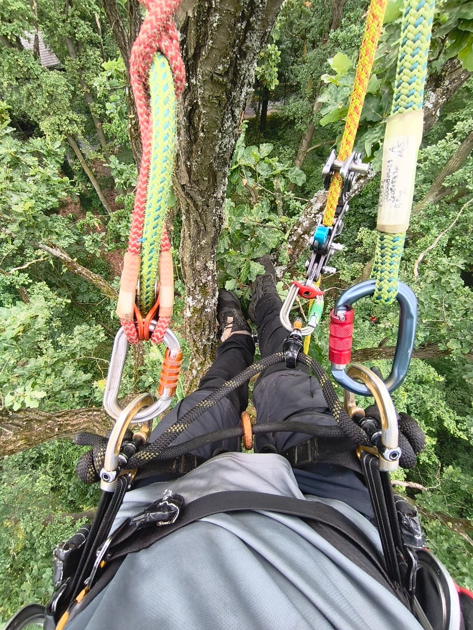 Arborysta w uprzęży, widok z góry na liny i karabinki, drzewo w tle. Bezpieczeństwo pracy na wysokości podczas pielęgnacji drzew.