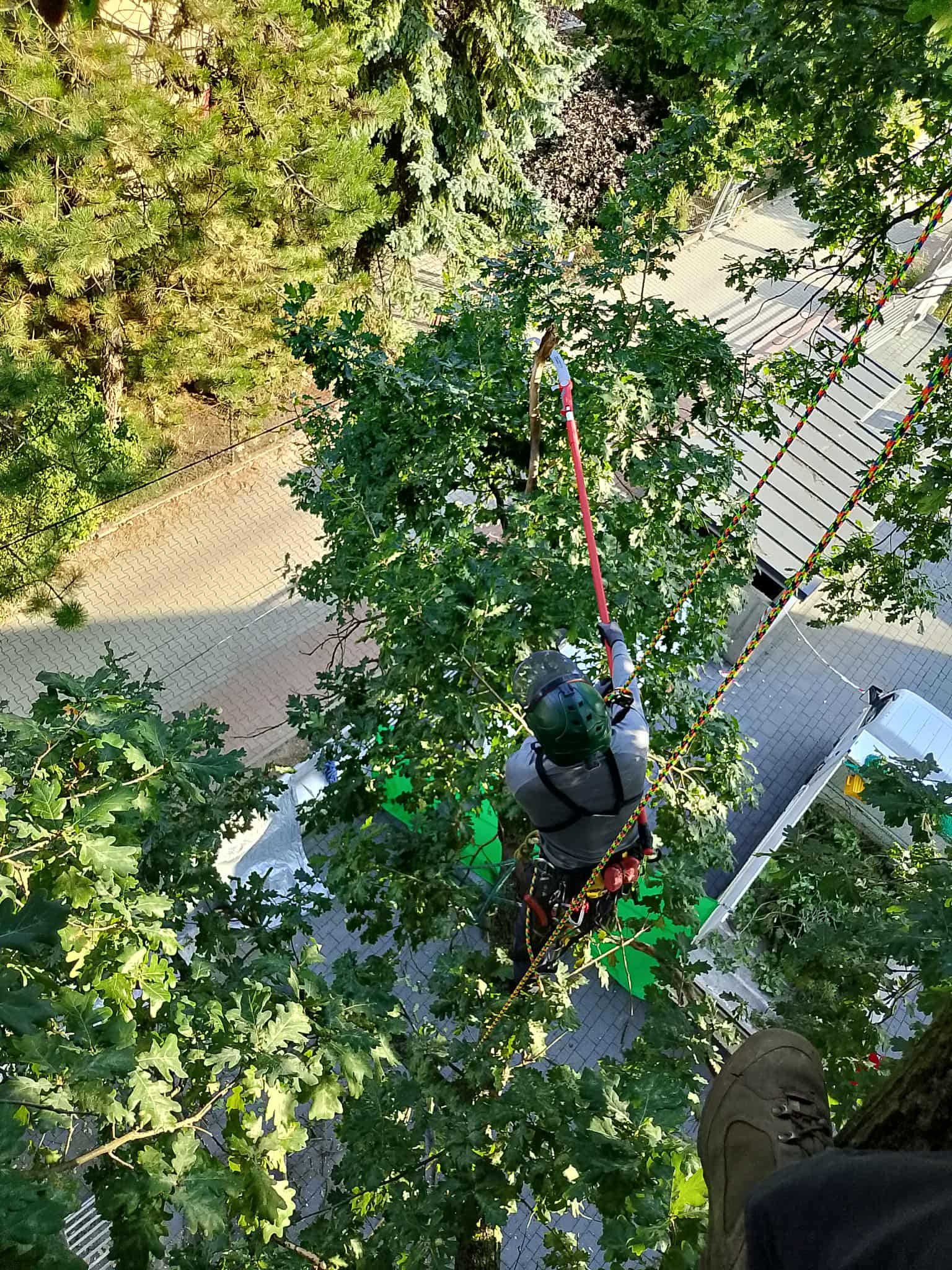 Arborysta z góry, w kasku, przycina gałęzie drzewa sekatorem na wysięgniku. W tle chodnik z kostki i budynki. Ujęcie z góry, widoczny but na pniu drzewa.