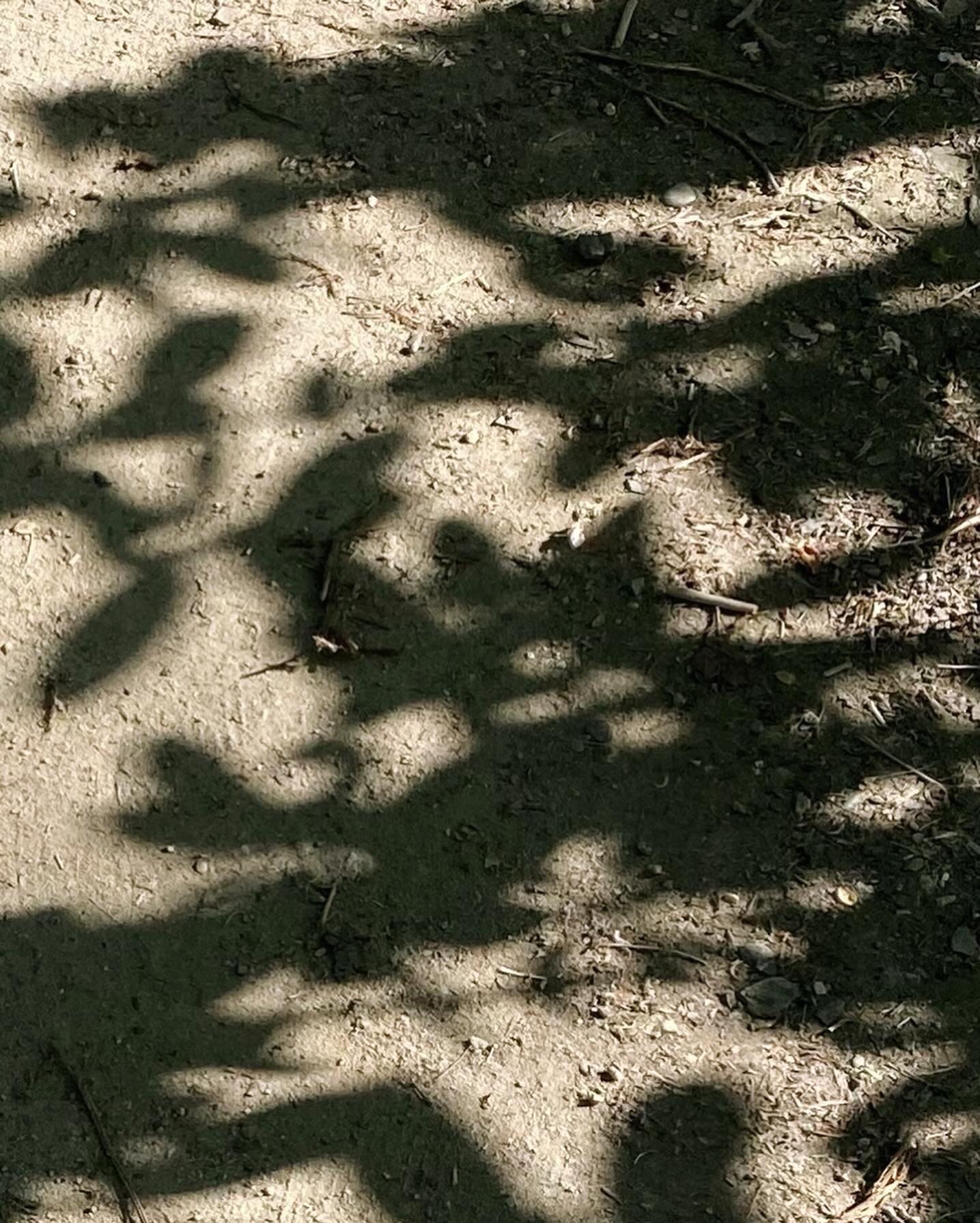 Cienie liści na ziemi z piaskiem i drobnymi gałązkami, oświetlone przez słońce.