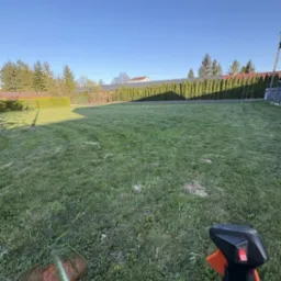 Świeżo skoszone trawnik z widocznymi pasami, w tle rząd tuj i budynek. W pierwszym planie fragment podkaszarki.