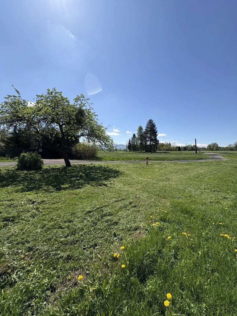 Rozległy trawnik po koszeniu, z widoczną różnicą w wysokości trawy i żółtymi kwiatami. W tle drzewa i błękitne niebo.