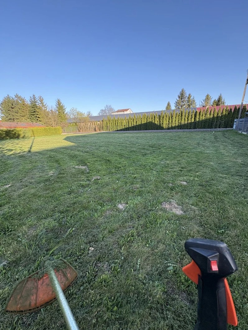 Świeżo skoszone trawnik z widocznymi pasami, w tle rząd tuj i budynek. W pierwszym planie fragment podkaszarki.