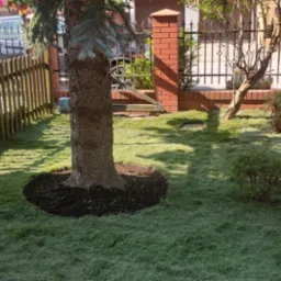 Świeżo ułożona trawa z rolki wokół drzewa iglastego, z obrzeżem z ciemnej ziemi, widoczne ogrodzenie drewniane i brama z cegły, w tle zaparkowany samochód.