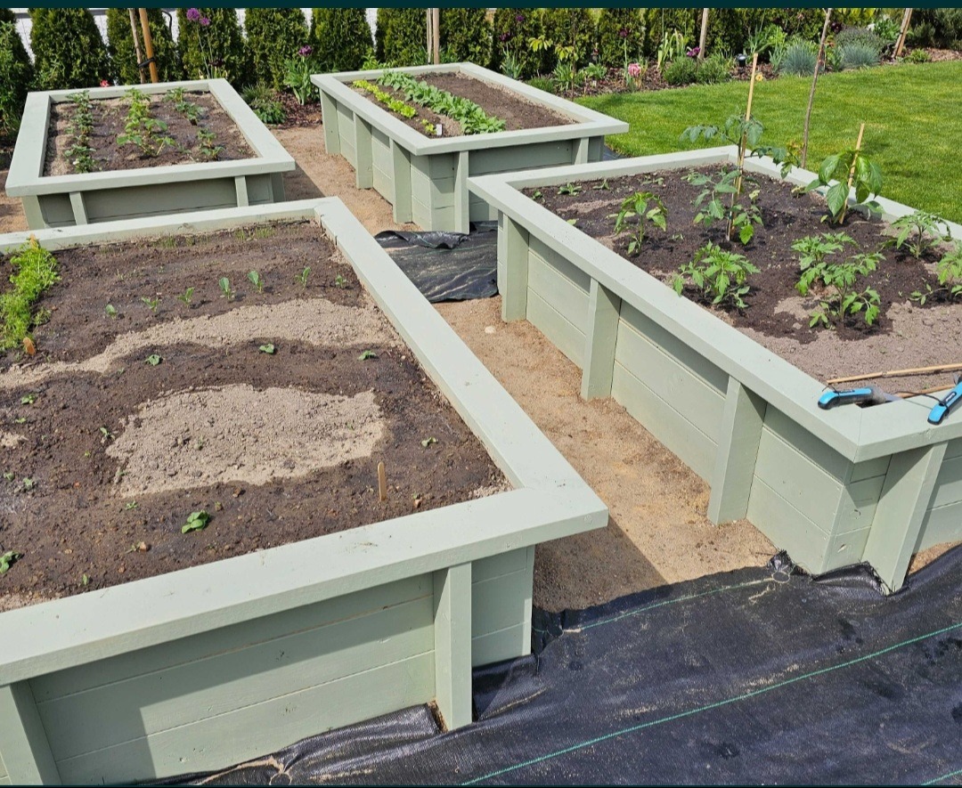 Podwyższone rabaty warzywne z jasnego drewna, w różnym stadium uprawy, z widocznymi sadzonkami pomidorów, sałaty i innych warzyw, otoczone trawnikiem i roślinami ozdobnymi.