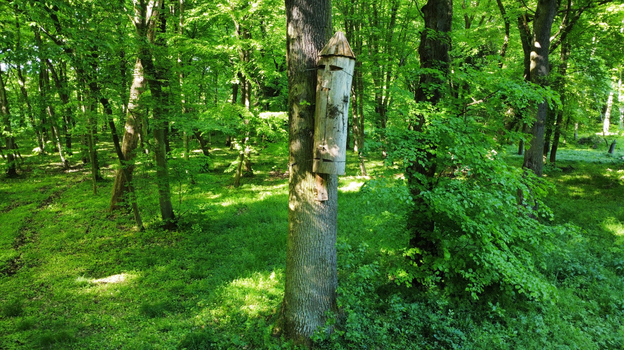 Drewniana budka dla ptaków przymocowana do pnia drzewa w lesie, otoczona zieloną roślinnością i światłem słonecznym przebijającym przez korony drzew.