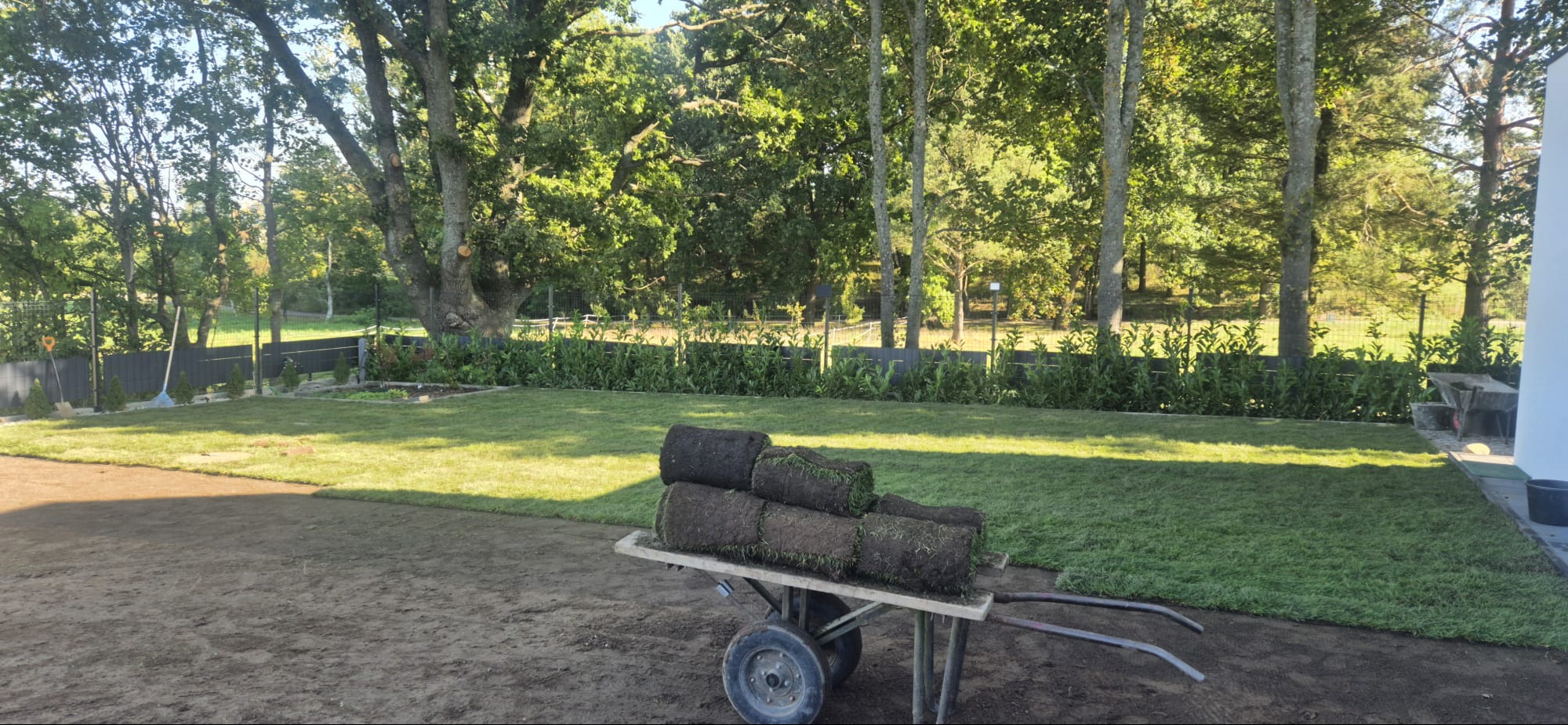 Rozłożona trawa z rolki na działce, widok z poziomu gruntu. Wózek z rolkami trawy na pierwszym planie, w tle drzewa i ogrodzenie. Słoneczny dzień.
