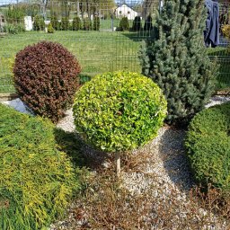 Przycinanie drzew Garwolin 2