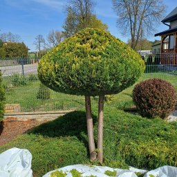 Przycinanie drzew Garwolin 4