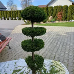 Formowane drzewko iglaste z czterema kulami, leżące na białej plandece z resztkami po strzyżeniu, na tle zadbanego ogrodu z równo przyciętym żywopłotem i ozdobnymi wazami.