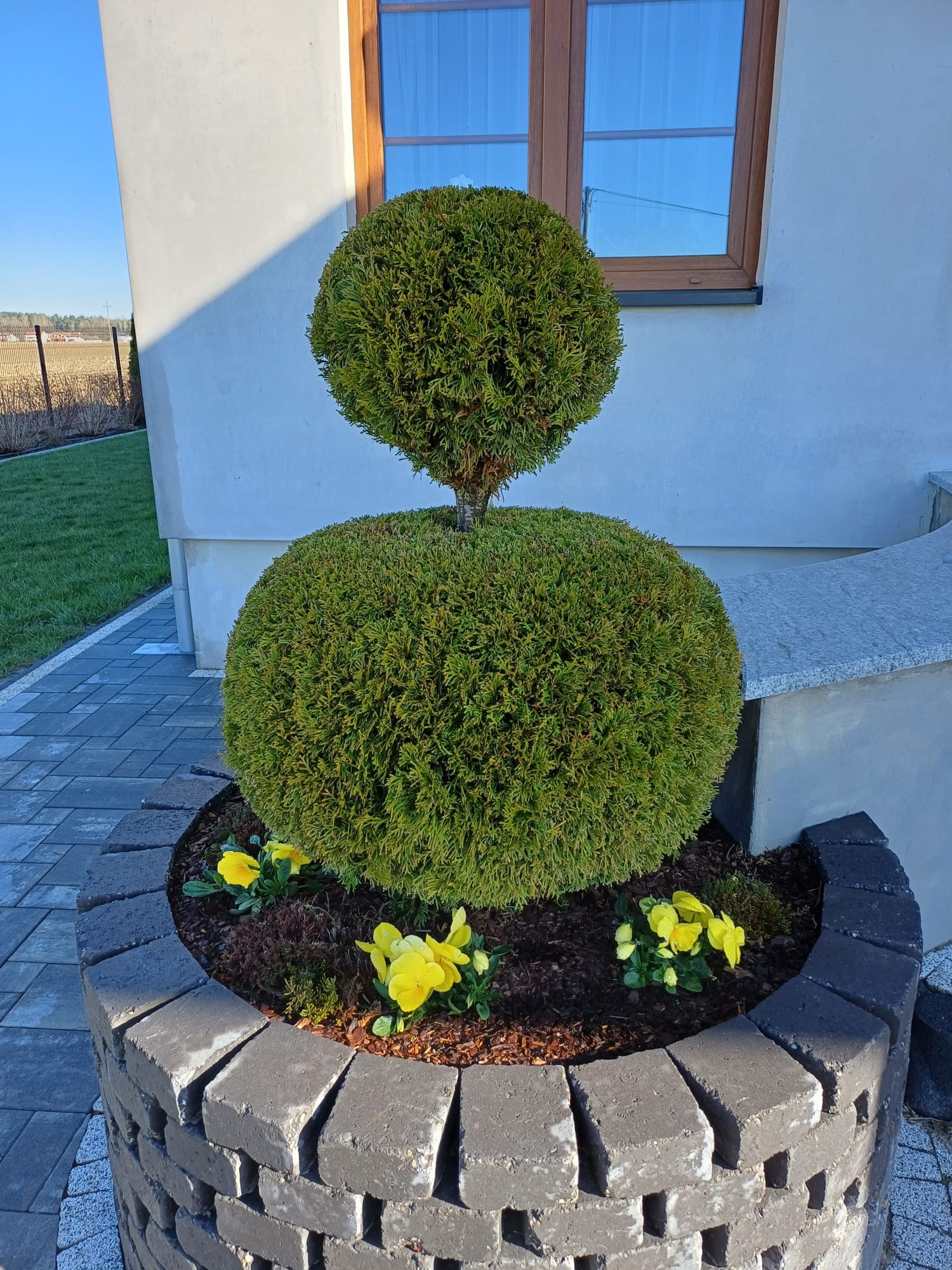 Krzew ozdobny w formie dwóch kul ułożonych jedna na drugiej, posadzony w okrągłej, murowanej donicy z żółtymi kwiatami, na tle jasnej ściany budynku z oknem.