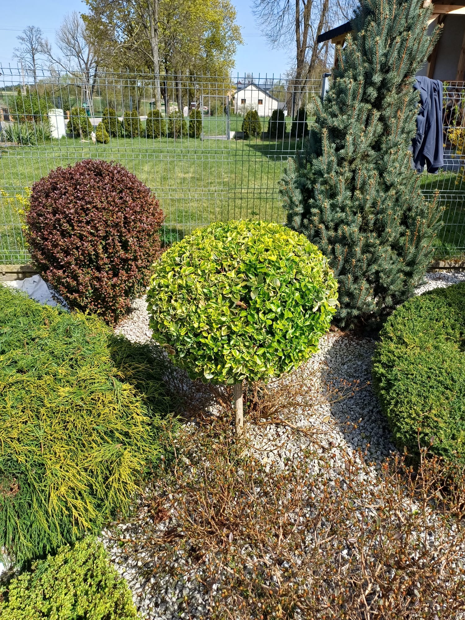 Kompaktowy ogród z kulistymi krzewami i iglakami, wysypany drobnym białym żwirem, ogrodzony metalową siatką.