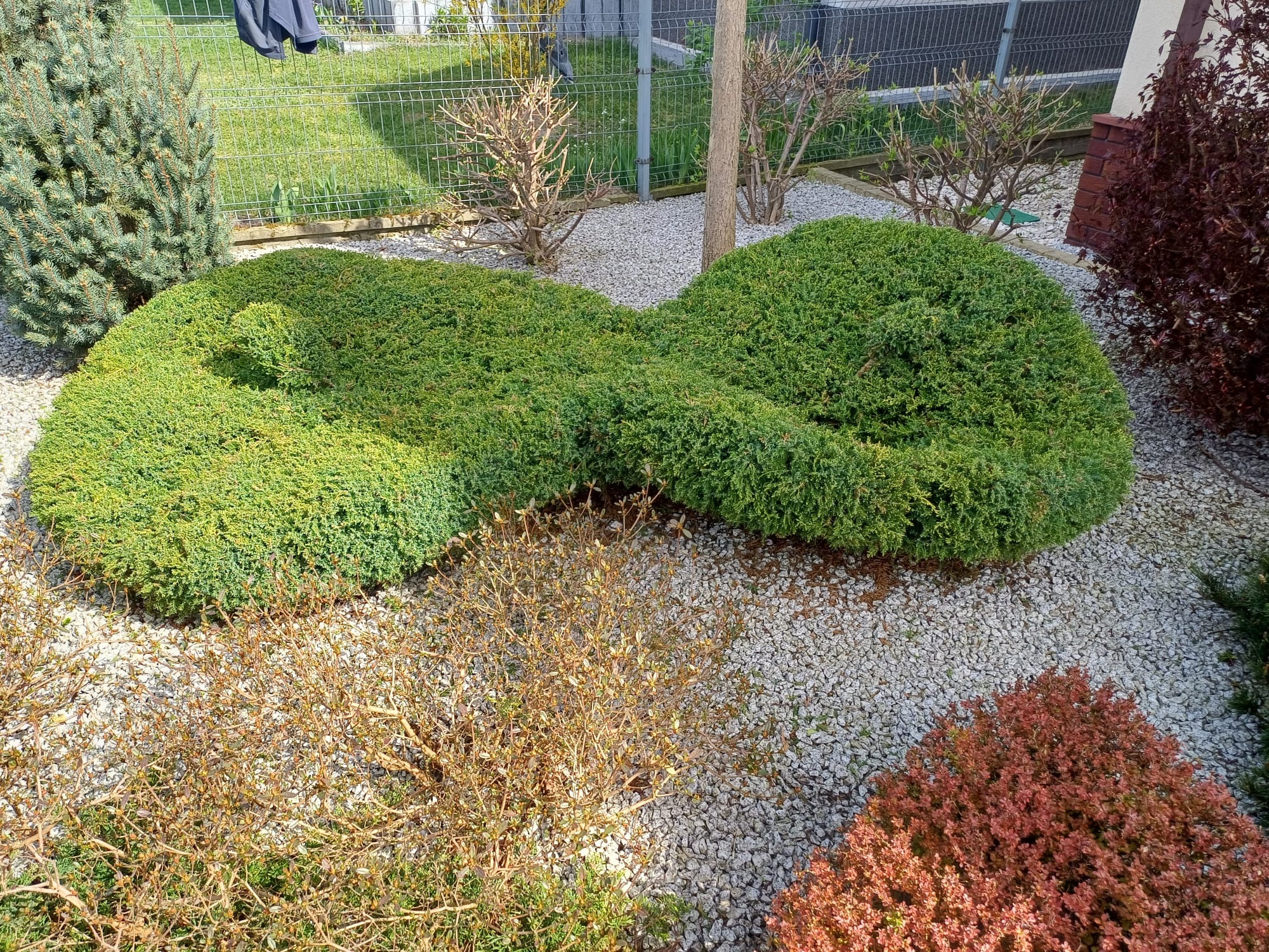 Krzew ozdobny uformowany w kształt ósemki na tle białego żwiru, otoczony innymi krzewami i drzewami w ogrodzie.