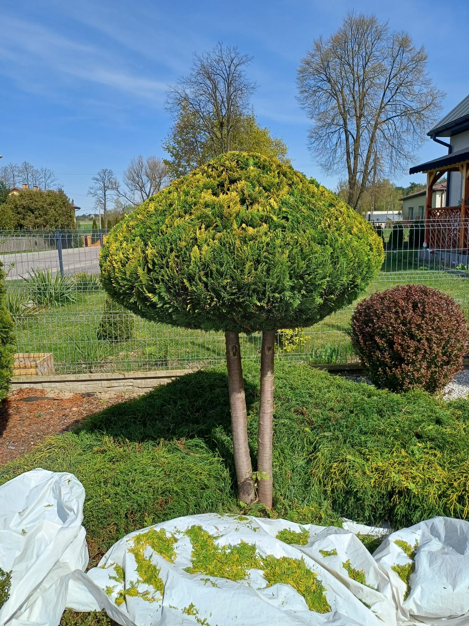 Krzew ozdobny w kształcie grzyba, po świeżym przycięciu, z widocznymi resztkami gałązek na białej plandece, na tle zadbanego ogrodu z siatką ogrodzeniową.