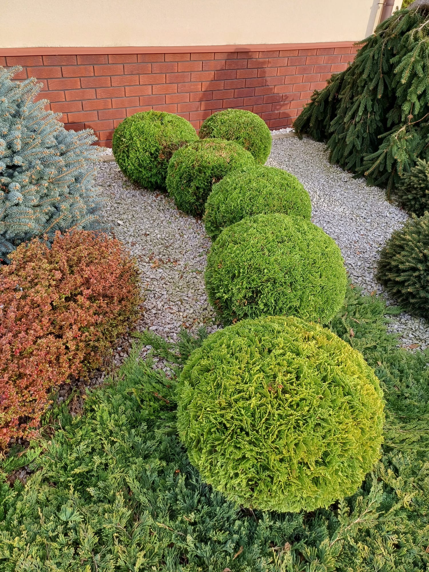 Szpaler kulistych krzewów na tle muru z cegły, z boku niebieski świerk i krzew o czerwonych liściach, całość wysypana drobnym białym żwirem.