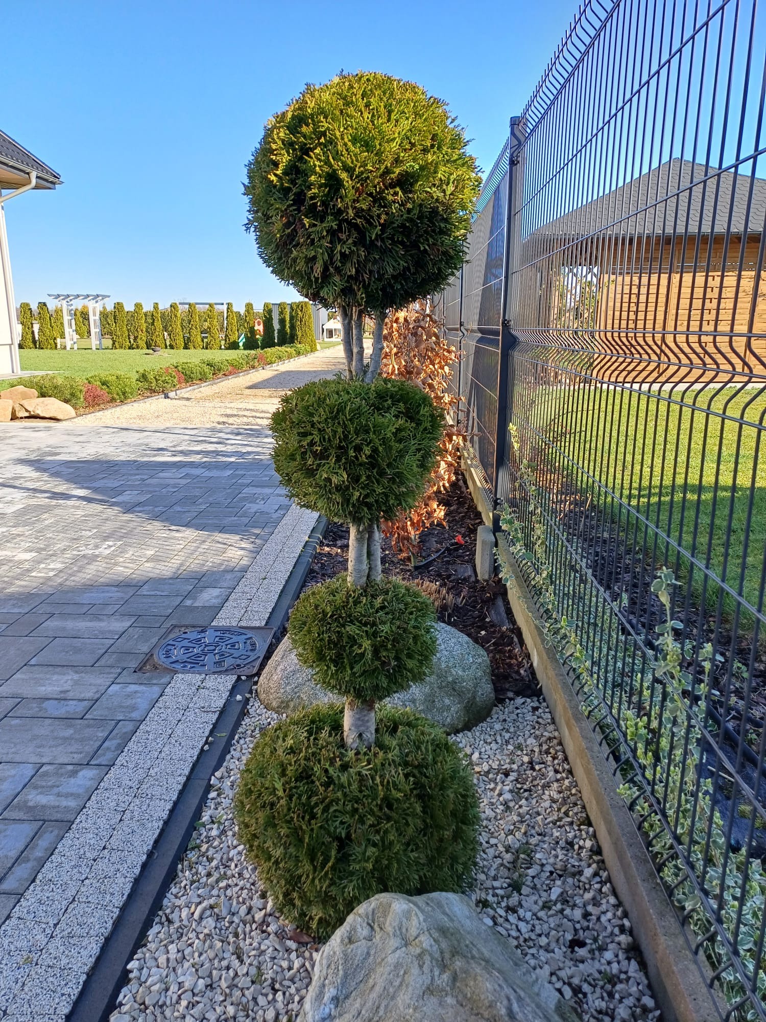 Formowana tuja kulista z trzema kulami, otoczona kamieniami i żwirem, rosnąca wzdłuż metalowego ogrodzenia panelowego na tle wypielęgnowanego ogrodu z równo przyciętymi drzewami.