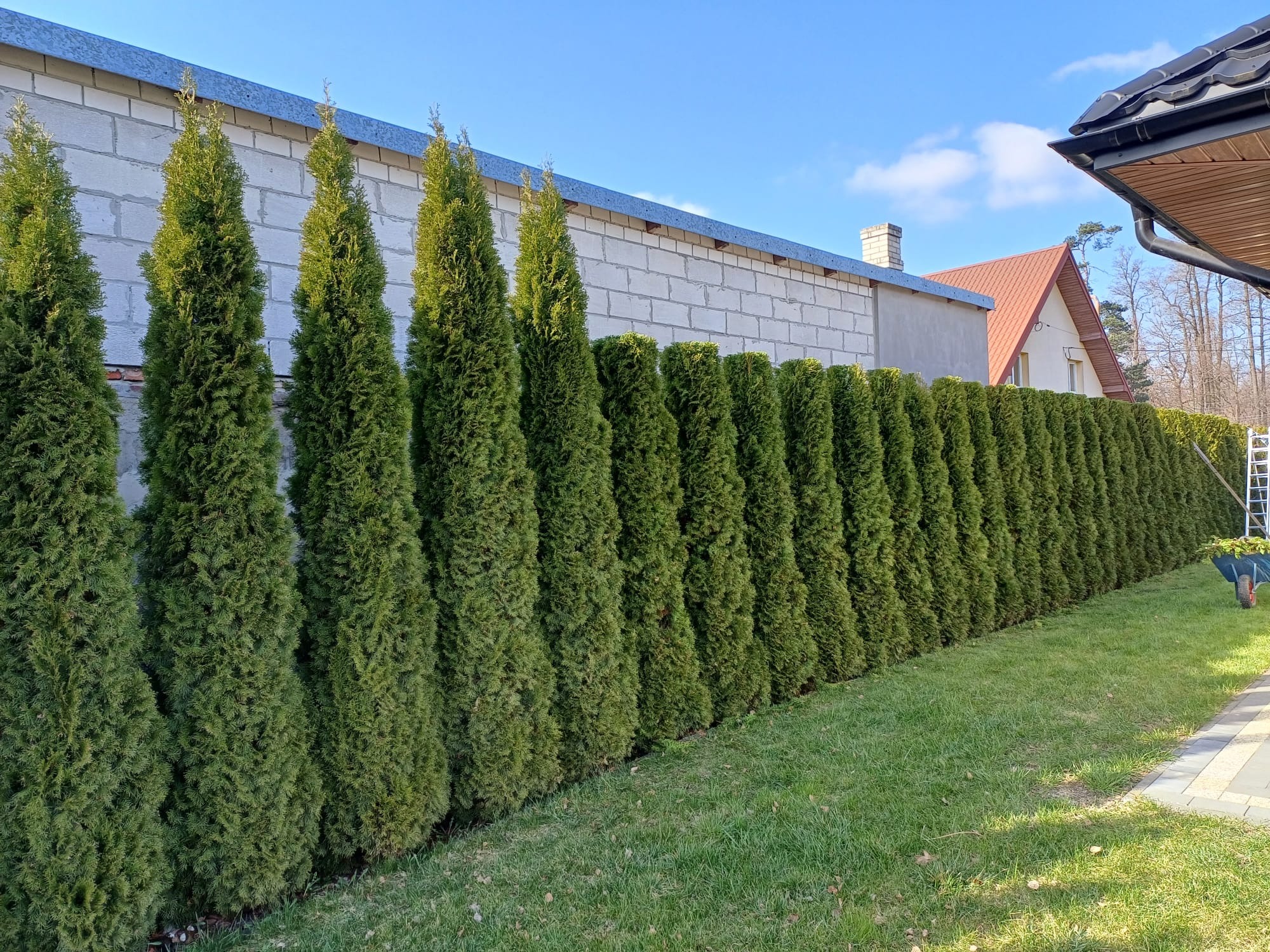 Szpaler gęsto posadzonych, wysokich, zielonych tuj tworzących żywopłot na tle błękitnego nieba i muru z białego pustaka, z widocznymi fragmentami domu w tle.