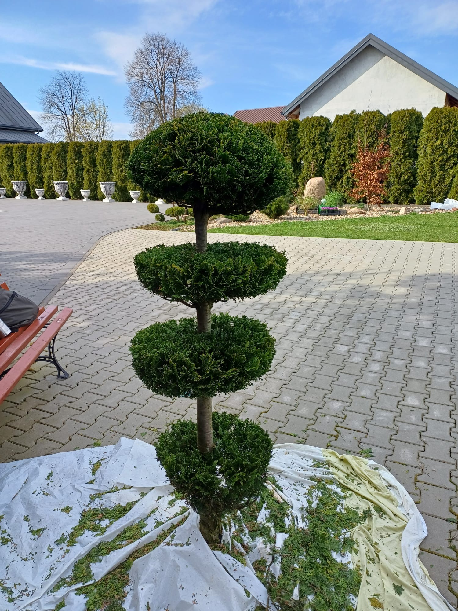 Formowane drzewko iglaste z czterema kulami, leżące na białej plandece z resztkami po strzyżeniu, na tle zadbanego ogrodu z równo przyciętym żywopłotem i ozdobnymi wazami.