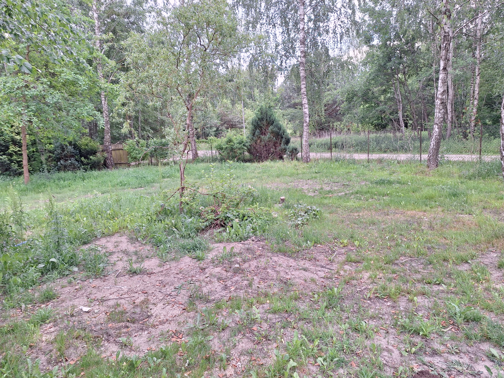 Przygotowany teren pod trawnik z widocznym wykarczowanym miejscem, otoczony drzewami i częściowo ogrodzony płotem z siatki.