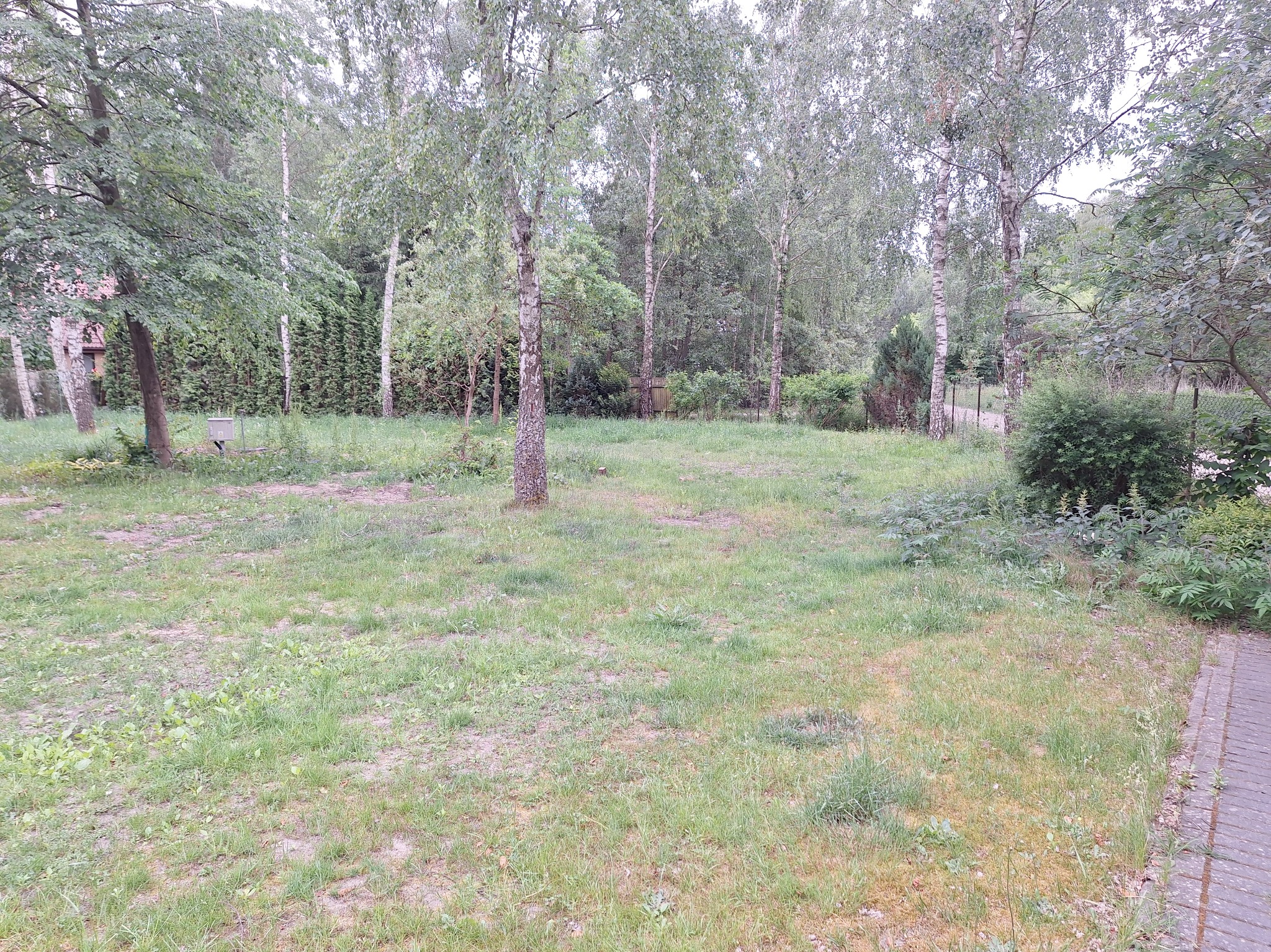 Teren porośnięty trawą i młodymi drzewami brzozowymi, widoczne ślady po wcześniejszych pracach ziemnych, w tle zieleń drzew i krzewów.