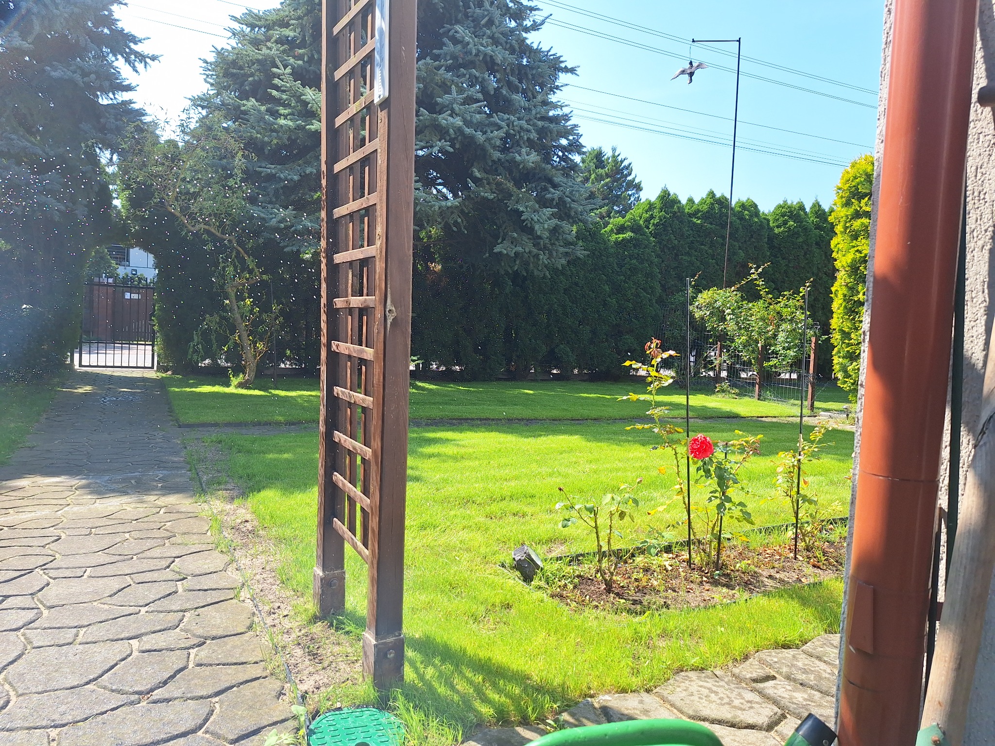 Widok na zielony trawnik z młodymi krzewami róż, drewnianą pergolą i ścieżką z kamiennej kostki, w tle wysokie drzewa iglaste i dekoracyjna figurka ptaka na słupie.