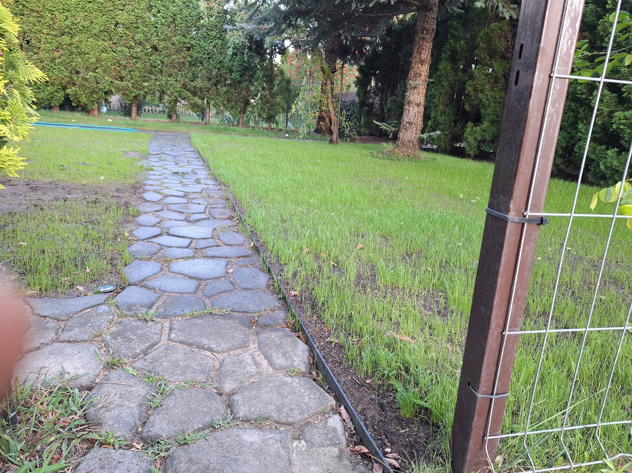Ścieżka z nieregularnych kamieni prowadząca przez trawnik z młodą trawą, ograniczona metalową obwódką; w tle drzewa i krzewy, w pierwszym planie fragment ogrodzenia.