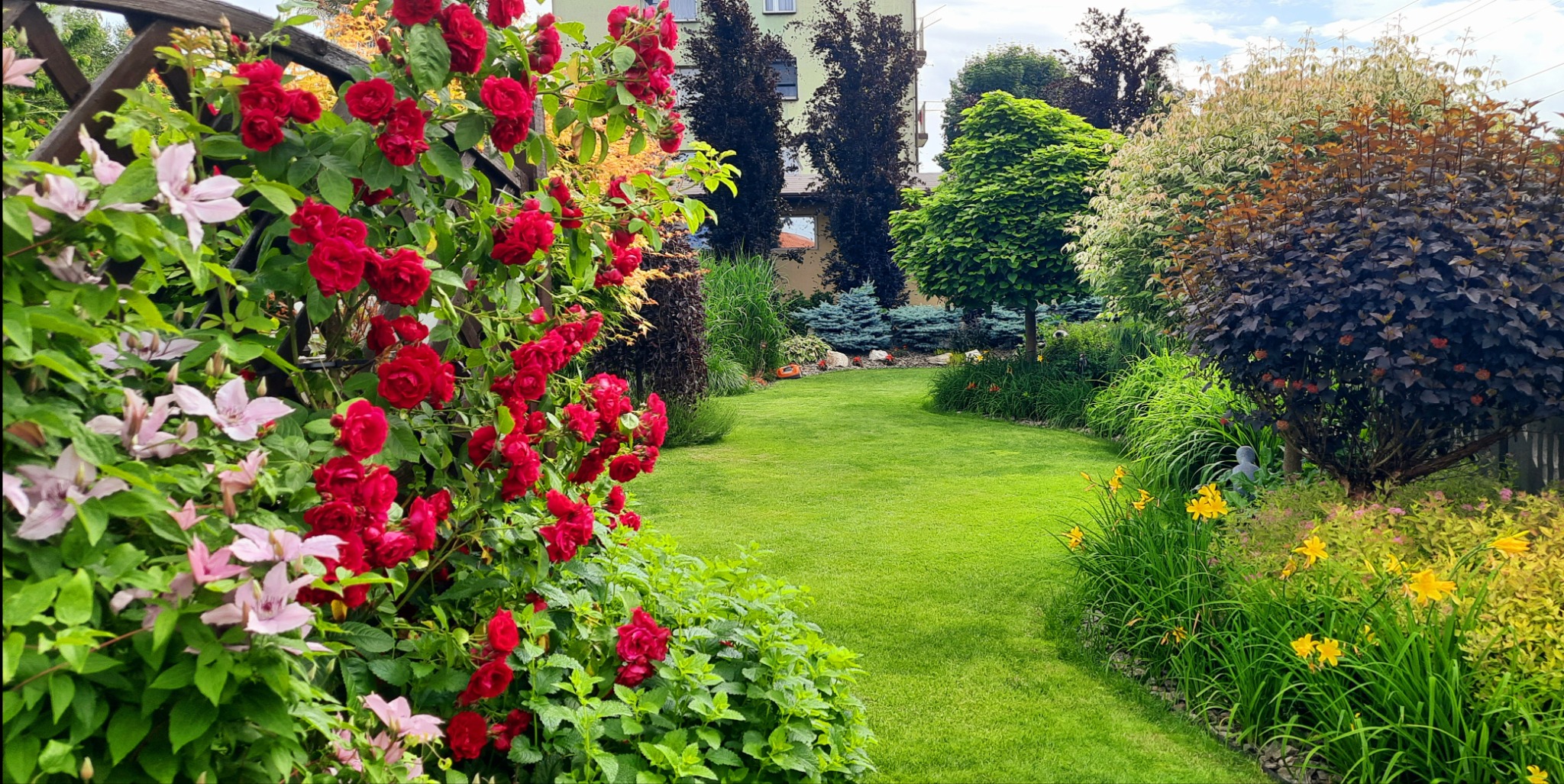 Zadbany ogród z równo przystrzyżonym trawnikiem, rabatami kwiatowymi z czerwonymi różami i liliami, ozdobnymi krzewami o różnej barwie liści oraz trejażem porośniętym różami i powojnikami.