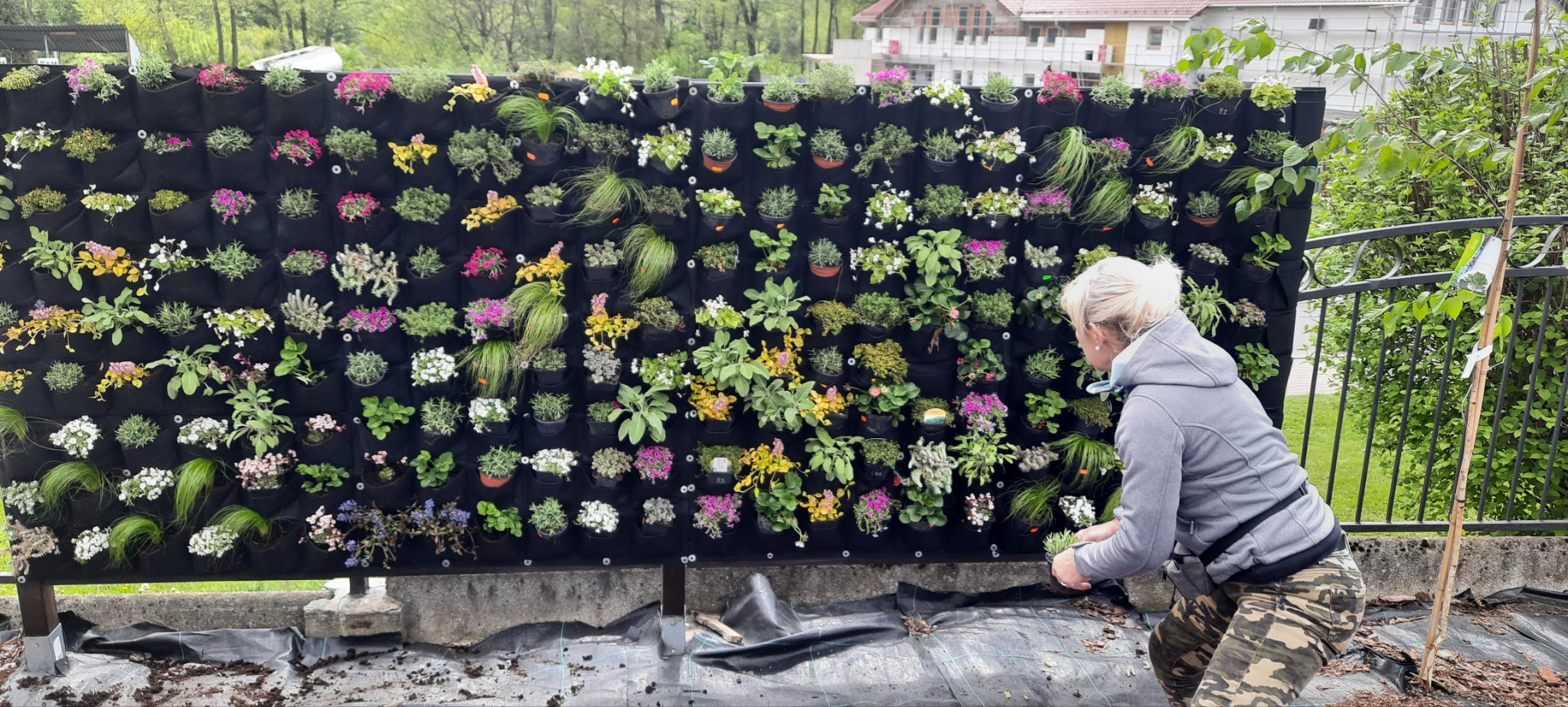 Montaż pionowego ogrodu z różnorodnymi roślinami w doniczkach, widoczna osoba w trakcie pracy, tło z budynkami i zielenią.