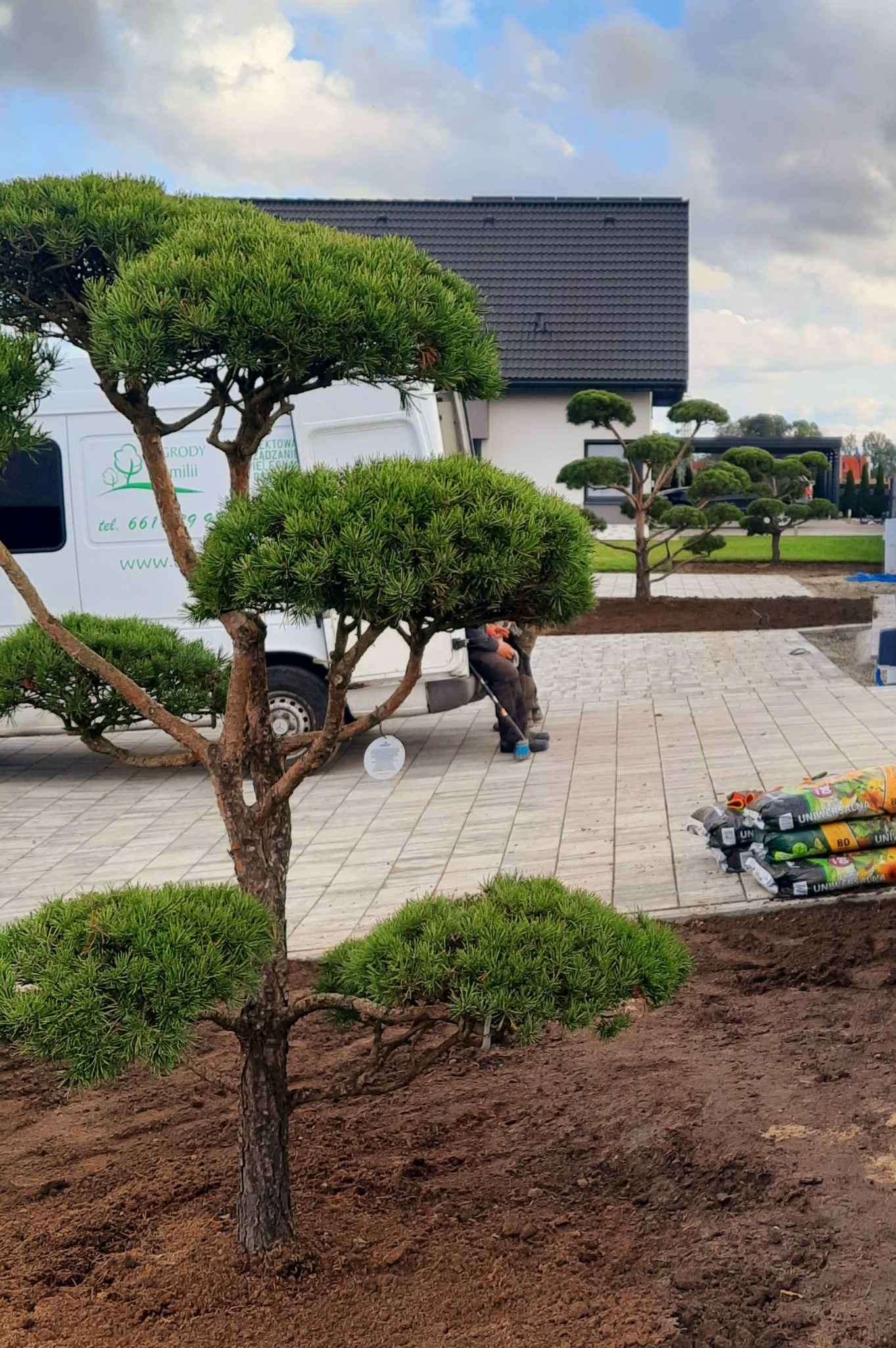 Formowane drzewko iglaste w ogrodzie, świeżo posadzone w ziemi, widoczny pracownik przy samochodzie firmy ogrodniczej i worki z ziemią uniwersalną