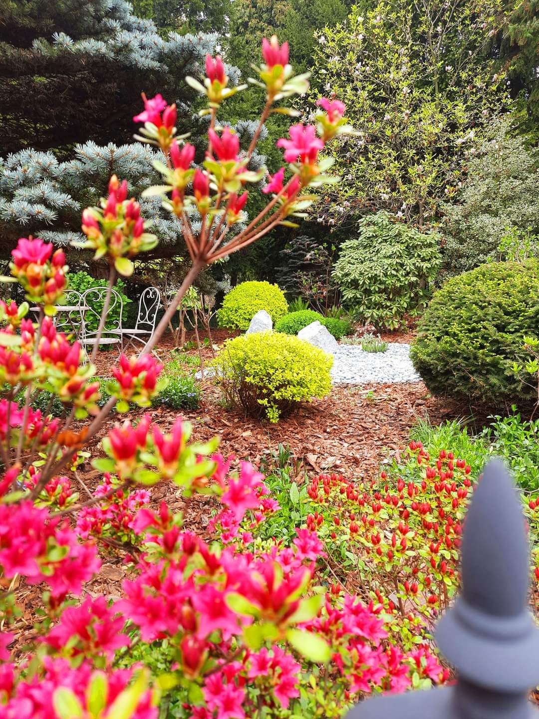 Urokliwy ogród z kwitnącymi różowymi azaliami na pierwszym planie, widoczne krzewy, kora rozsypana na ziemi, białe kamienie i metalowe krzesła w tle.