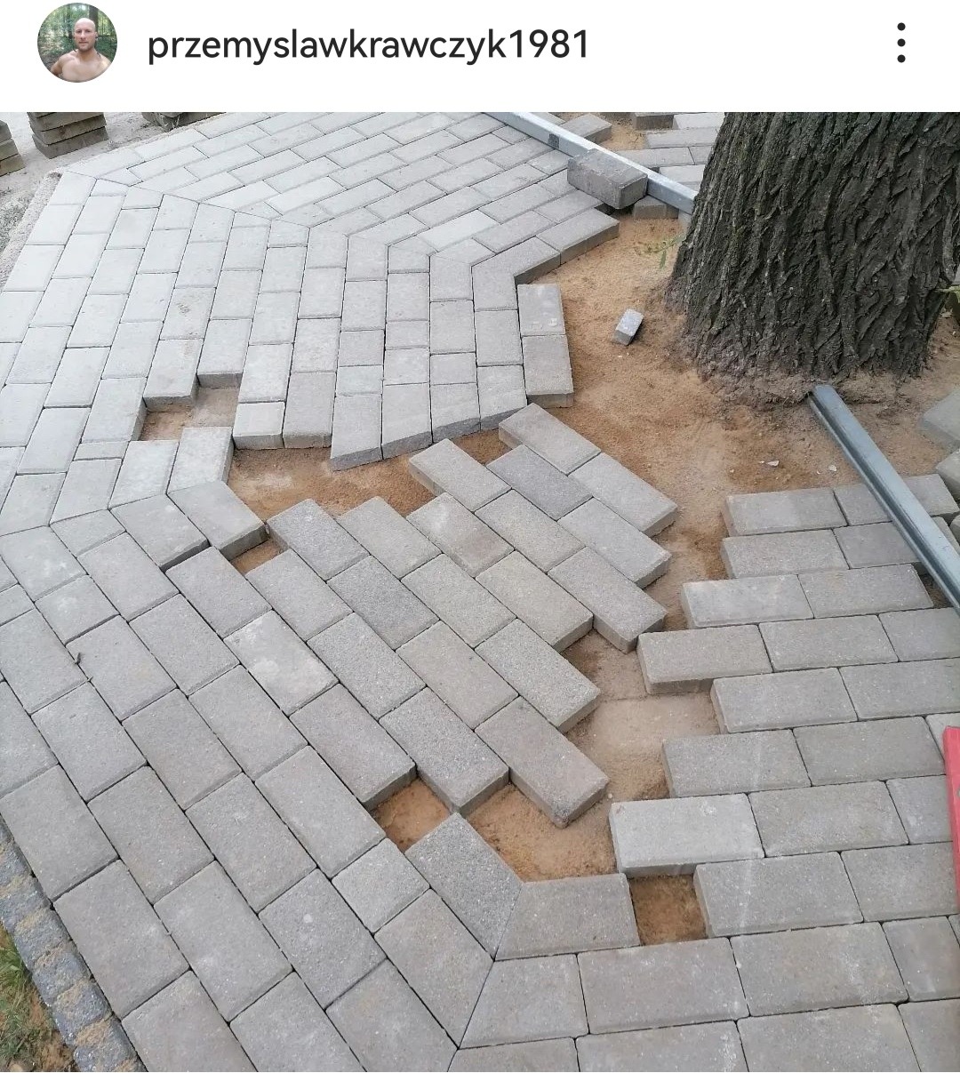 Układanie szarej kostki brukowej wokół drzewa, widoczny etap prac z przerwami w ułożeniu i metalową listwą krawędziową.