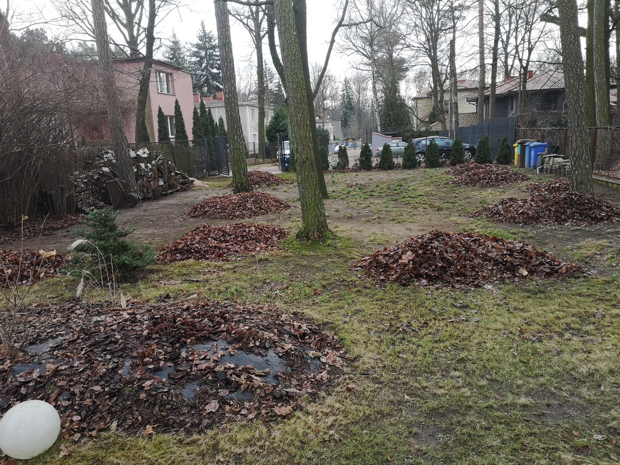 Jesienne porządki w ogrodzie: zebrane liście w pryzmach na trawniku, drzewa bez liści, w tle budynki mieszkalne i zaparkowane samochody.