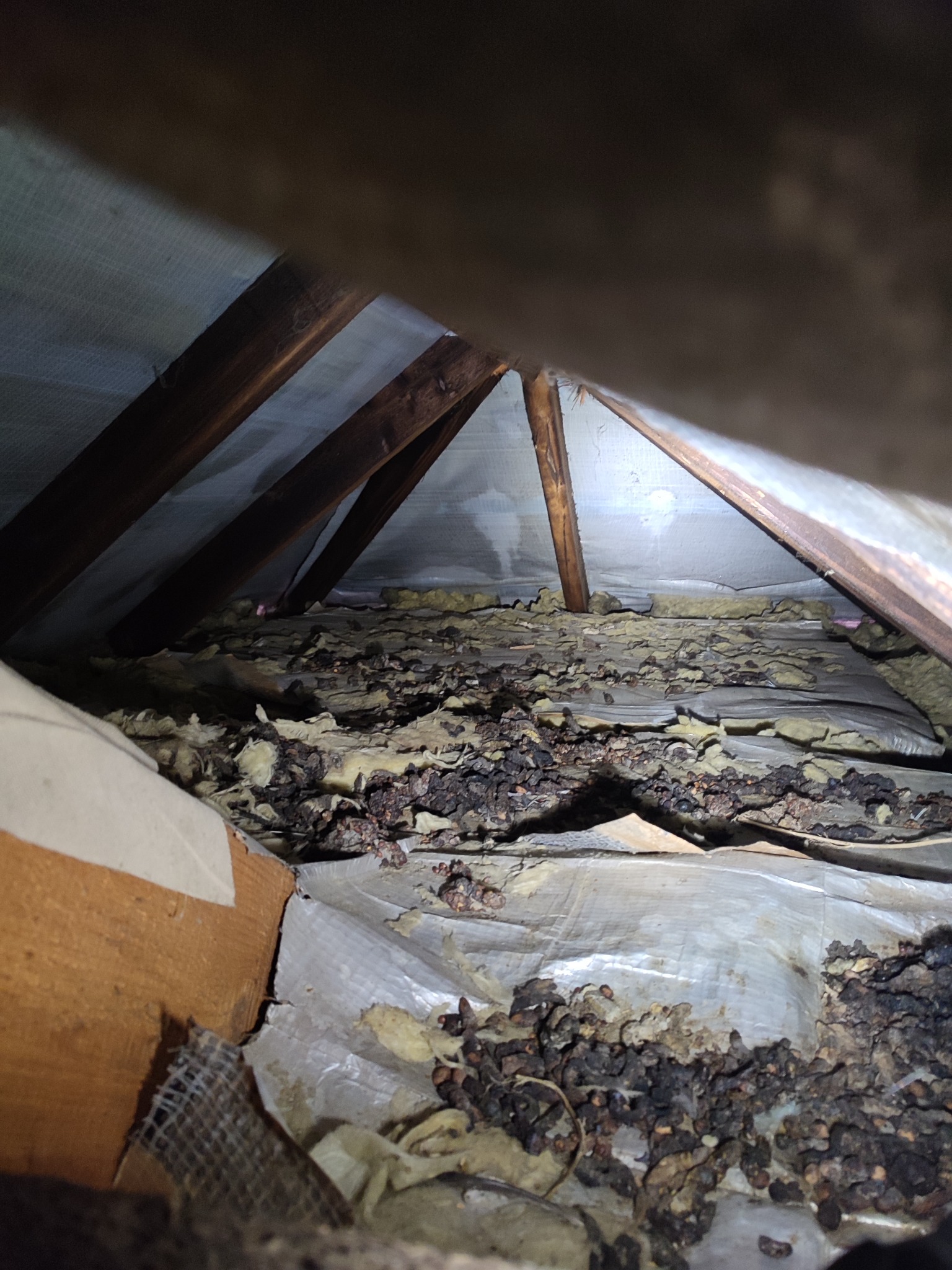 Zanieczyszczone poddasze z widoczną izolacją i drewnianą konstrukcją dachu, potencjalne szkody spowodowane przez gryzonie.