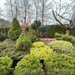 Formowane krzewy iglaste i liściaste w ogrodzie, widoczna drabina i ślady po cięciu drzew, w tle wysoki żywopłot.